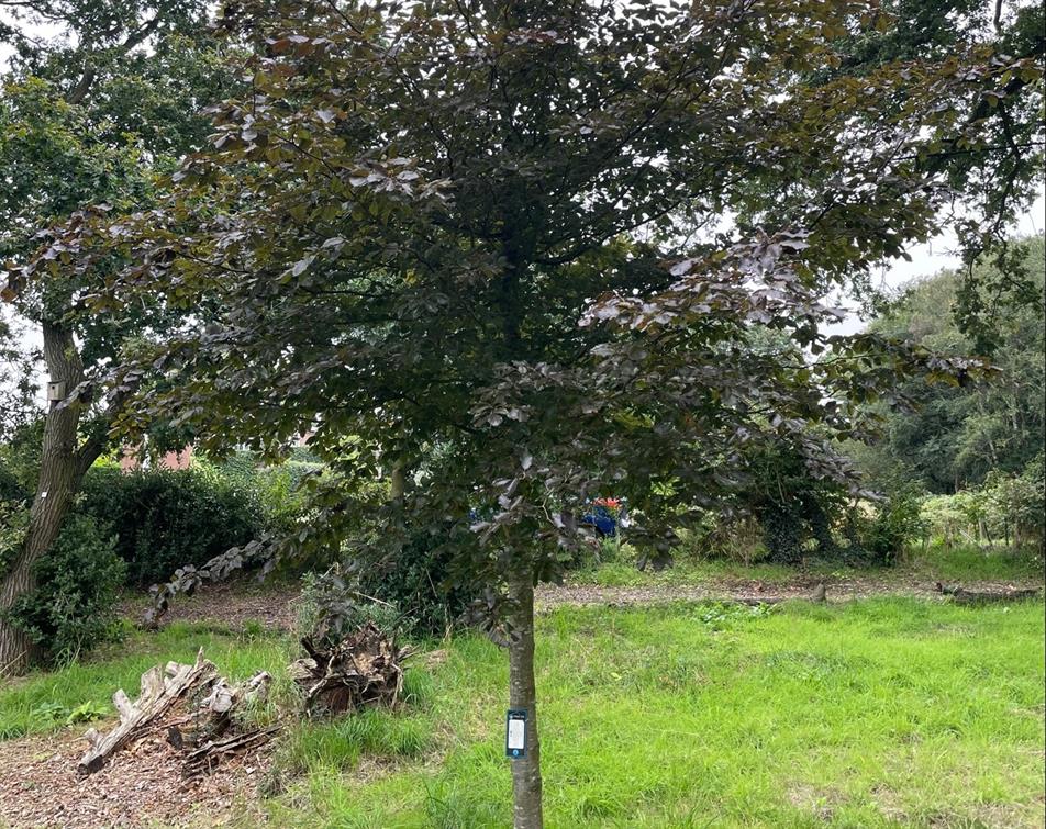 Seabrook Majestic Trees